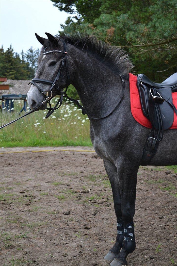 Anden særlig race Olander af Bakkegården billede 7