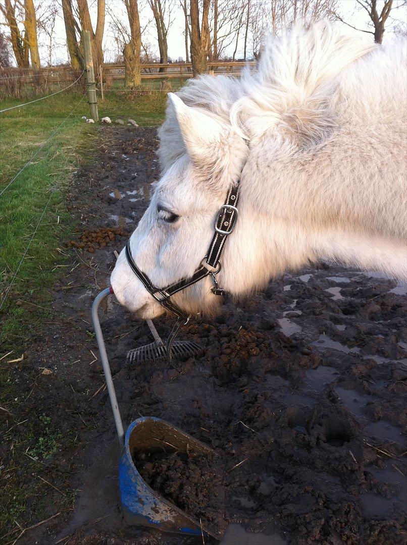 Islænder Elfa fra Katulabo - Hmm hvad er det? Det må jeg lige snuse til ;-) billede 9