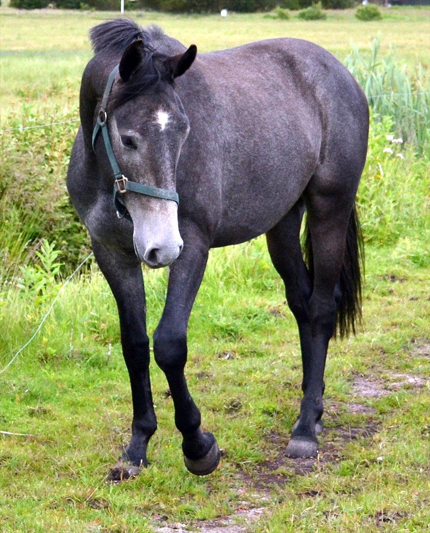 Anden særlig race Olander af Bakkegården billede 12