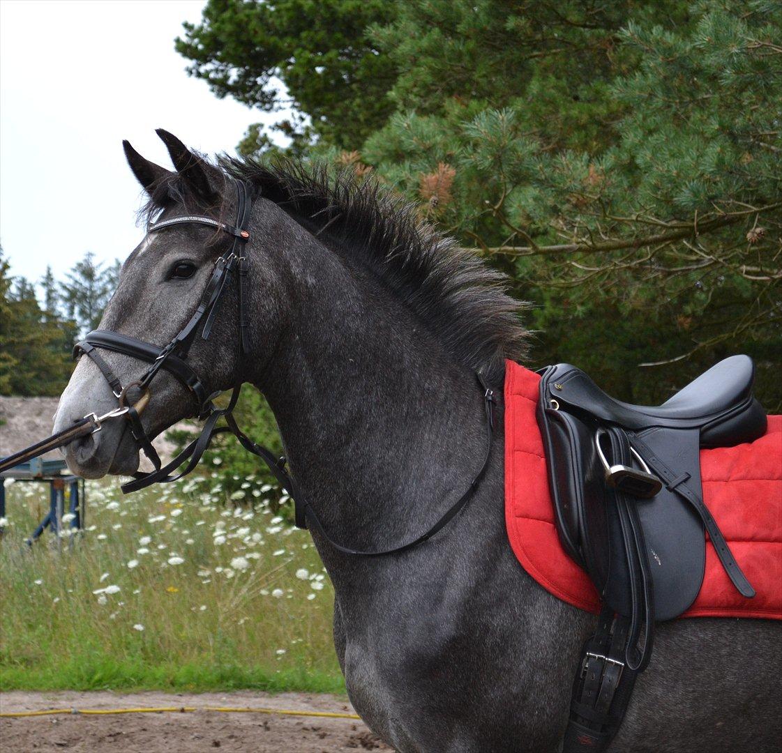 Anden særlig race Olander af Bakkegården billede 10
