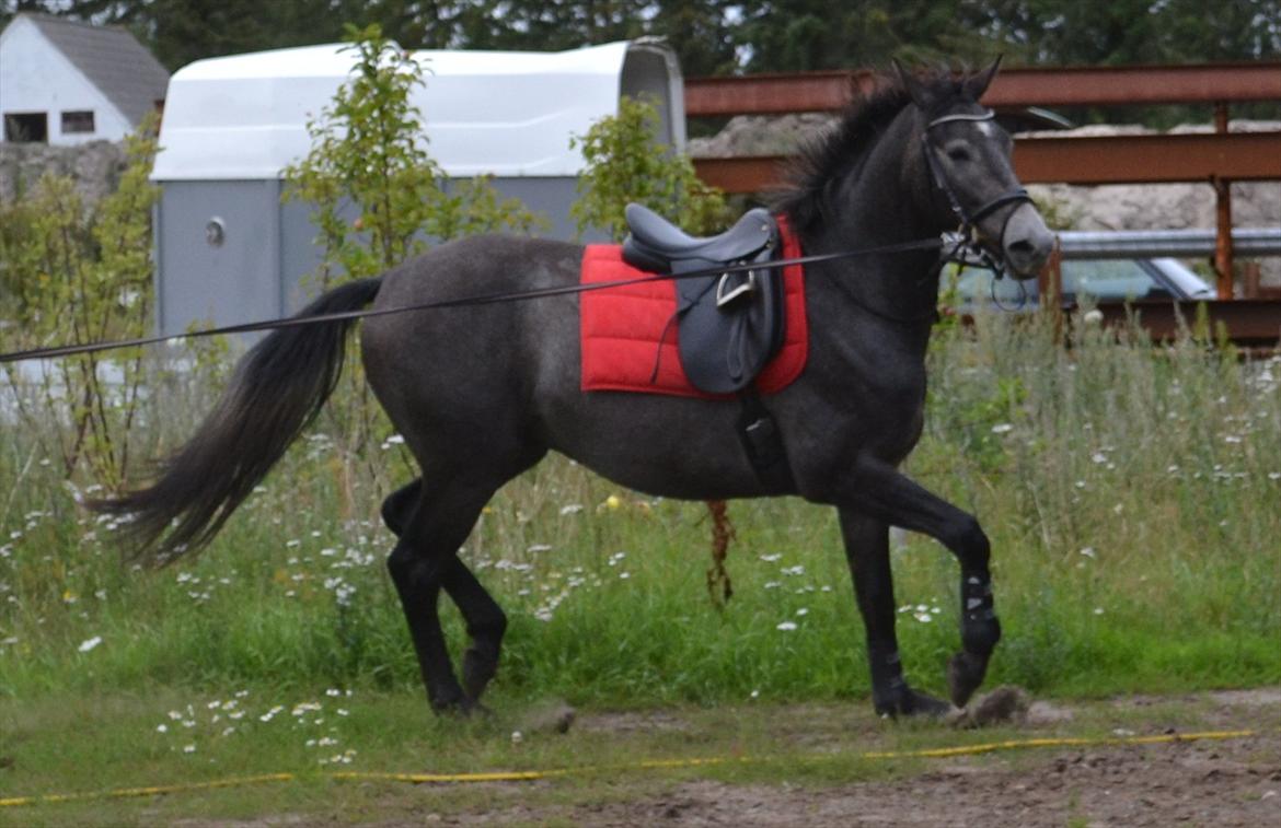 Anden særlig race Olander af Bakkegården billede 9