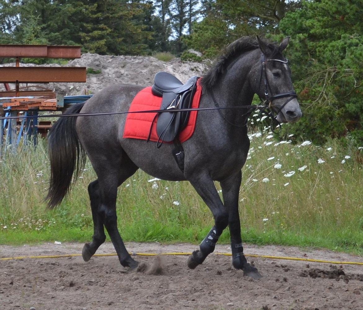 Anden særlig race Olander af Bakkegården billede 8