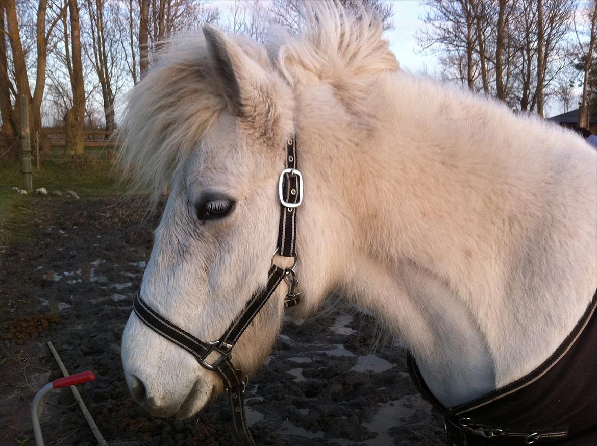 Islænder Elfa fra Katulabo - Super billed af den smukkeste ismule <3 billede 10