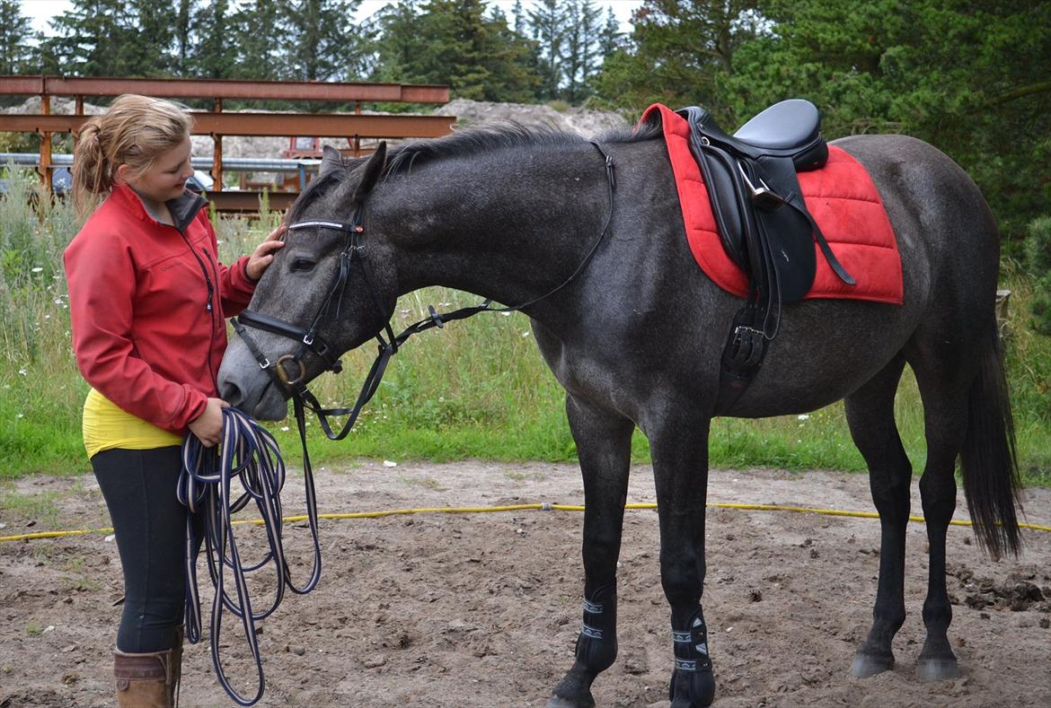 Anden særlig race Olander af Bakkegården billede 11