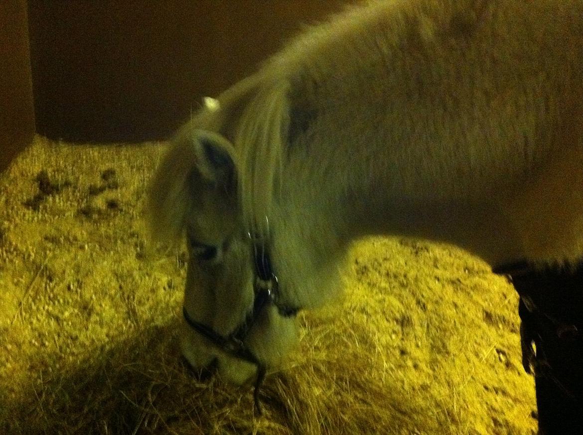 Islænder Elfa fra Katulabo - Dejligt med noget hø efter en lang dag på folden ;-) billede 11