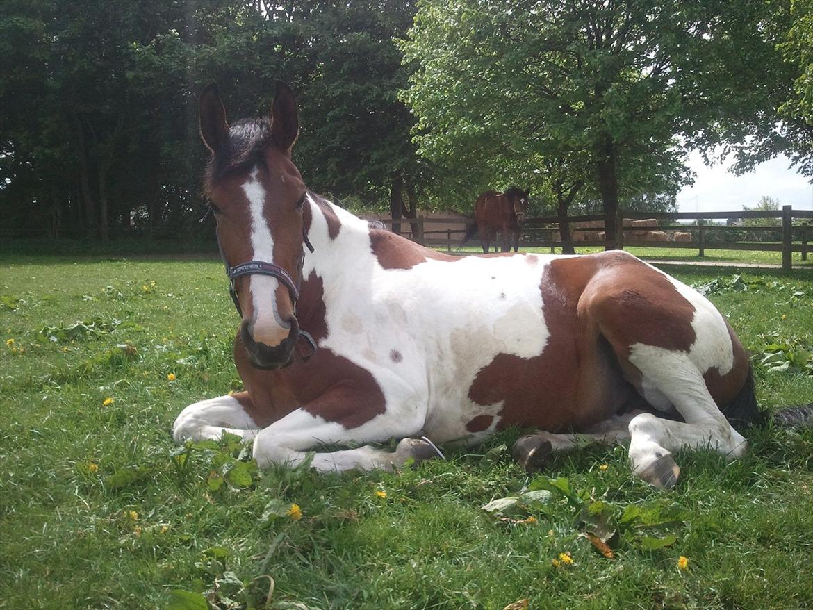 Anden særlig race Mercedes - Mercedes der lægger og putter på folden sommeren 2011 billede 6