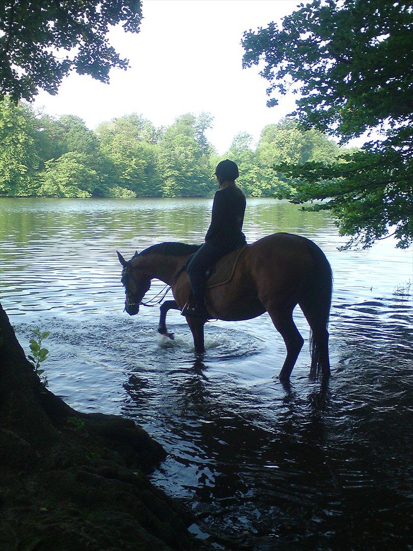 Dansk Varmblod Cecilia billede 14