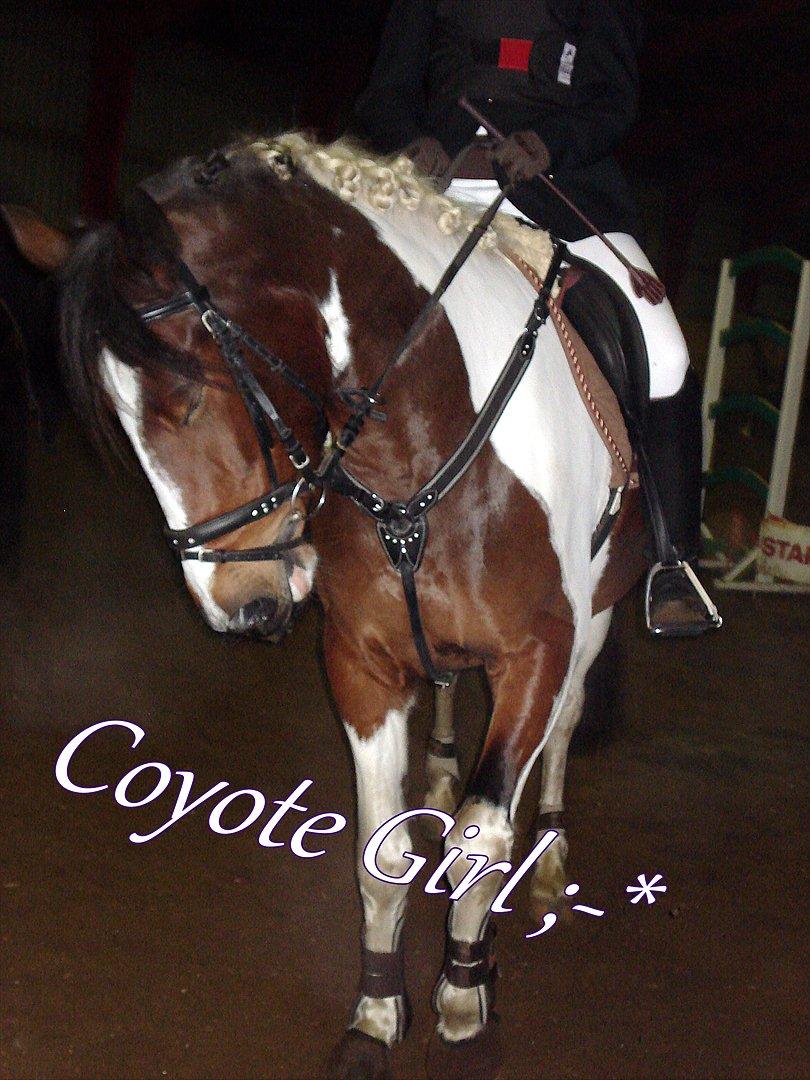 Pinto Coyote Girl :i - Coy til stævne :-)
-Det er ikke mig der rider!  billede 18
