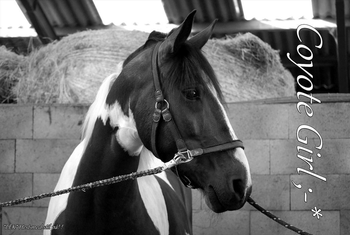 Pinto Coyote Girl :i - Min helt igennem dejlige hest :ii
Jeg elsker dig muller! 

SHT-Foto billede 4