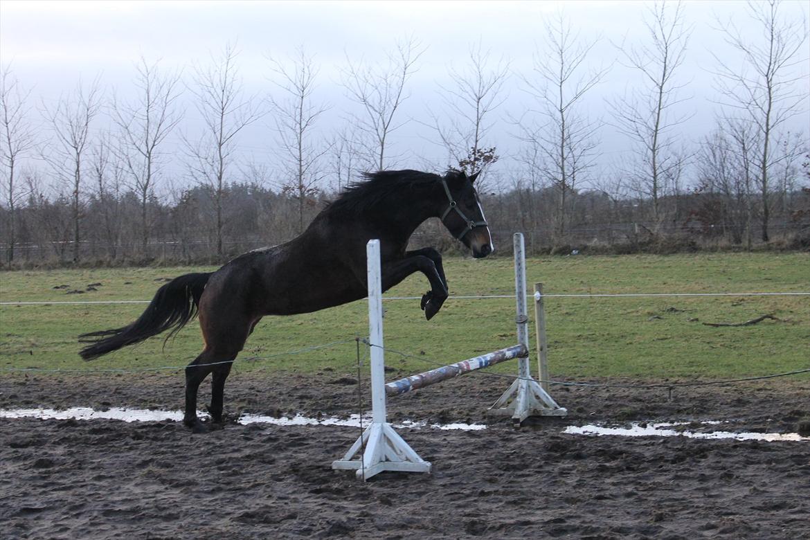 Dansk Varmblod High Power D - Lidt opvarmning til løs springning. billede 8