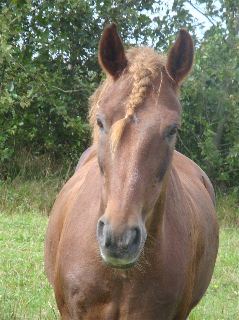 New Forest Brentebjergs 007 <33 billede 6