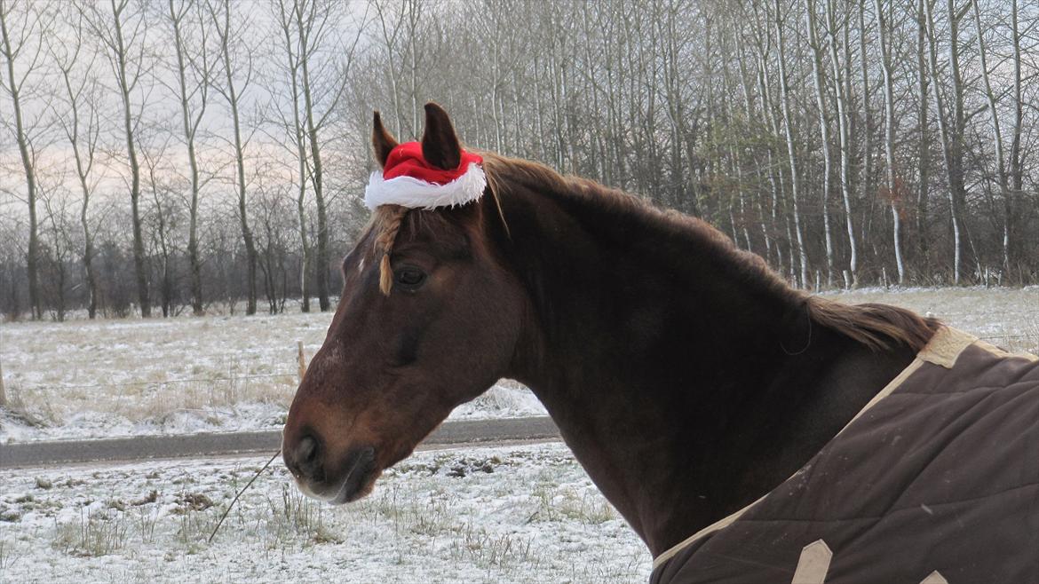 New Forest Brentebjergs 007 <33 billede 8