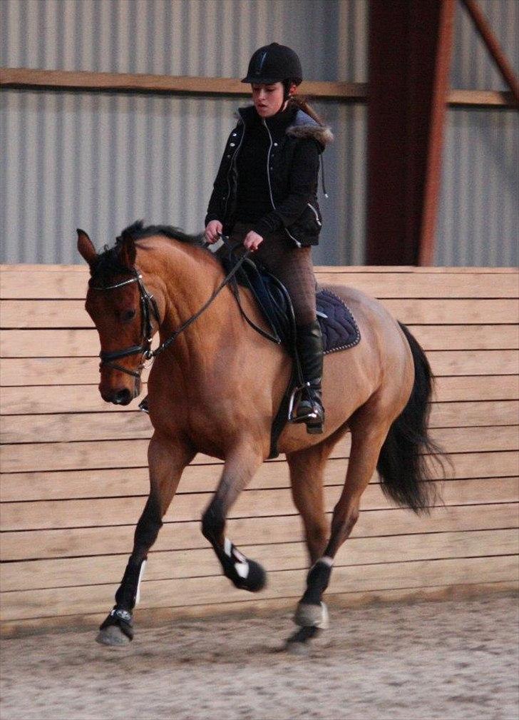 Dansk Varmblod Schannon - Velkommen til Schannons profil :) billede 2