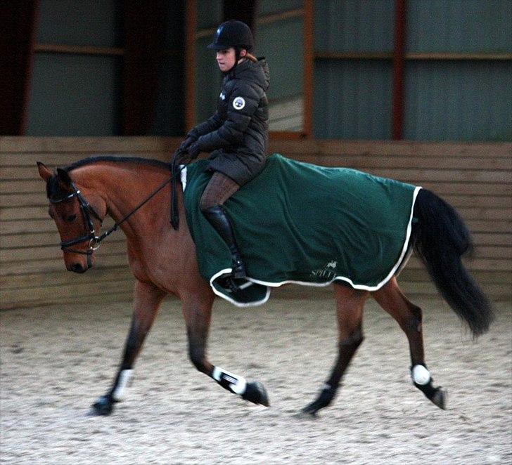 Dansk Varmblod Schannon billede 3