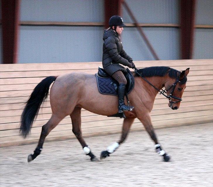 Dansk Varmblod Schannon billede 4