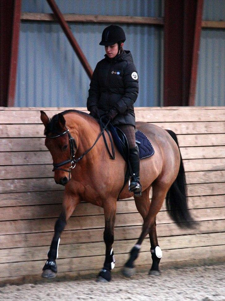 Dansk Varmblod Schannon billede 5