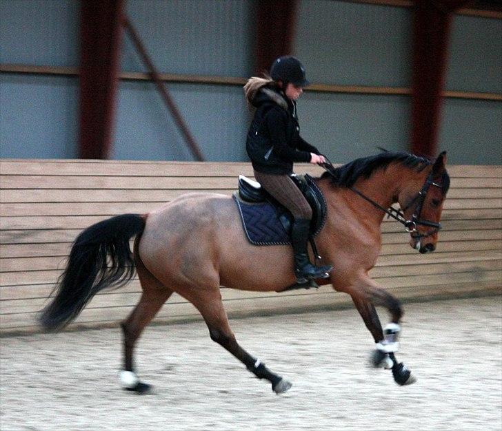 Dansk Varmblod Schannon billede 6