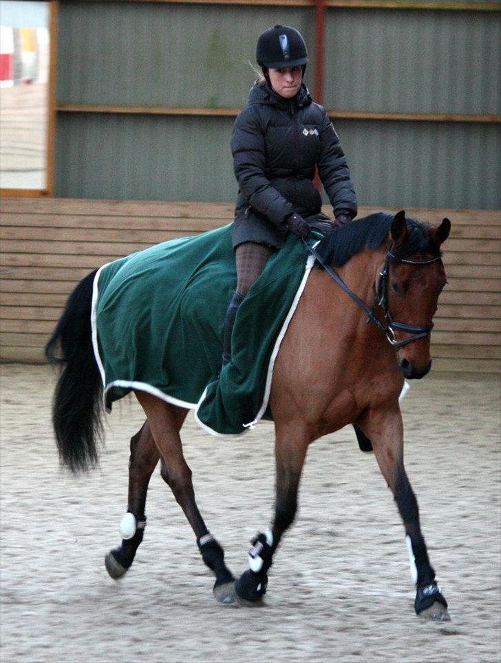 Dansk Varmblod Schannon billede 7