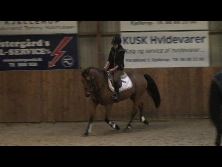 Dansk Varmblod Schannon - Da jeg var ude og prøve hende :) billede 8