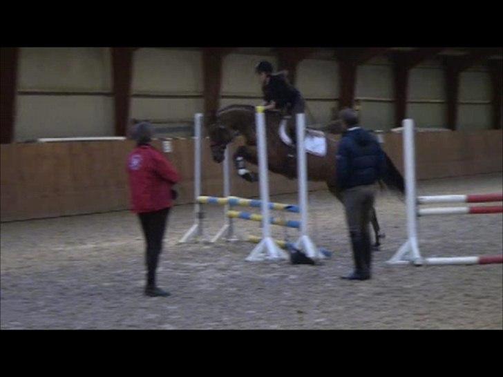 Dansk Varmblod Schannon - en lille oxer da jeg var ude og prøve hende :) billede 11