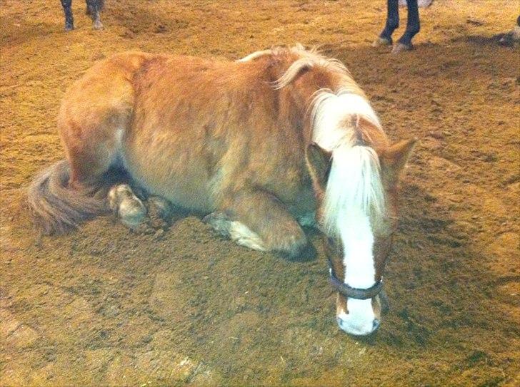 Haflinger Adonis - En træt pony=) billede 8