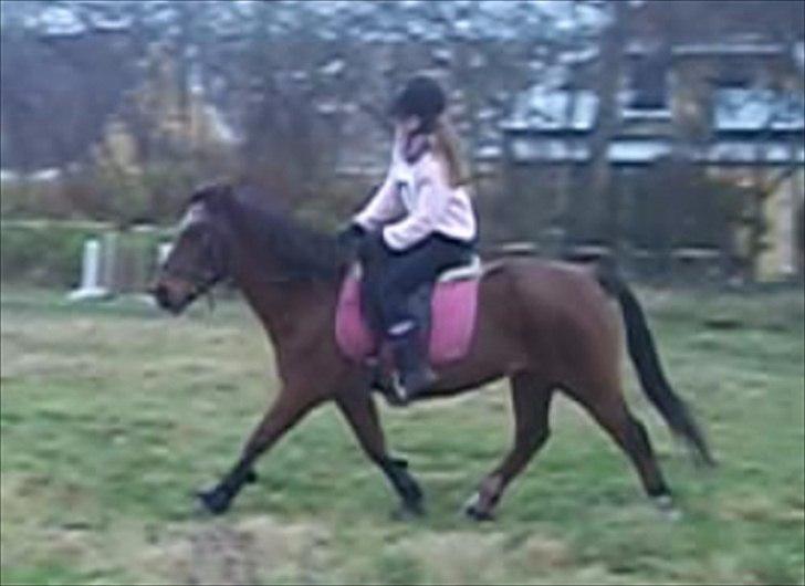 Anden særlig race Solbakken´s Bella ~HængeMule~ - hun kan sq endnu :-* billede 4