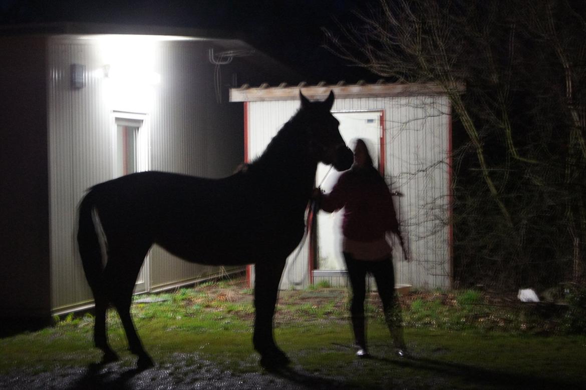 Anden særlig race Nowy rok billede 2