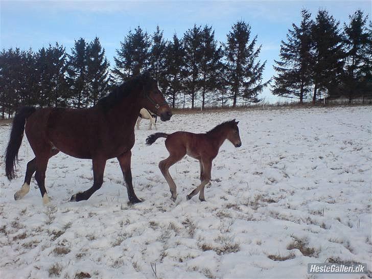 Anden særlig race Nowy rok - hos tidligere ejer :) billede 4