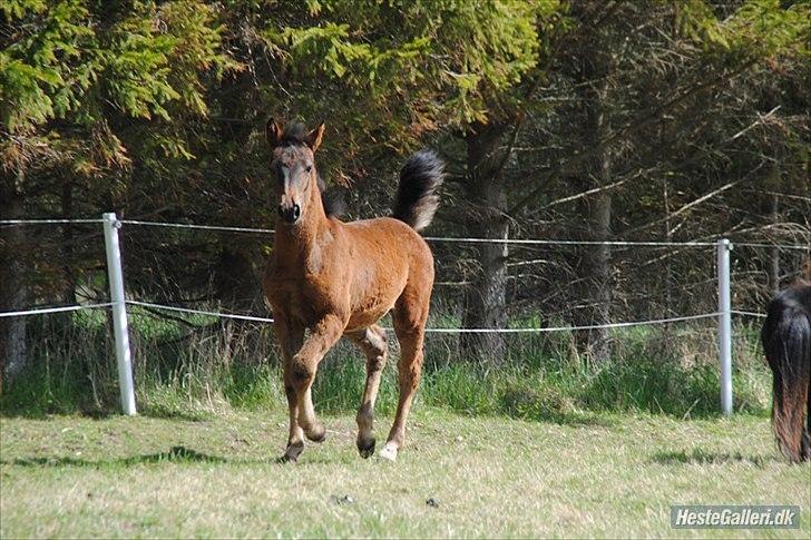 Anden særlig race Nowy rok - hos tidligere ejer :) billede 7