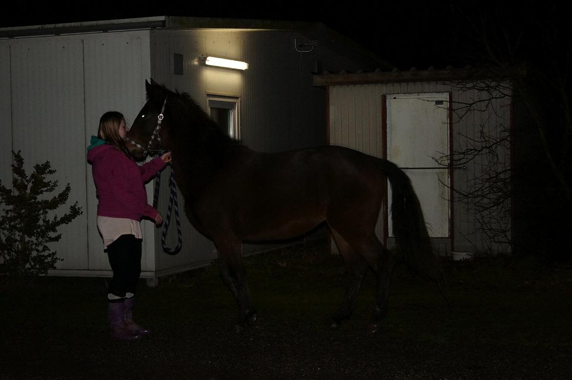 Anden særlig race Nowy rok billede 9