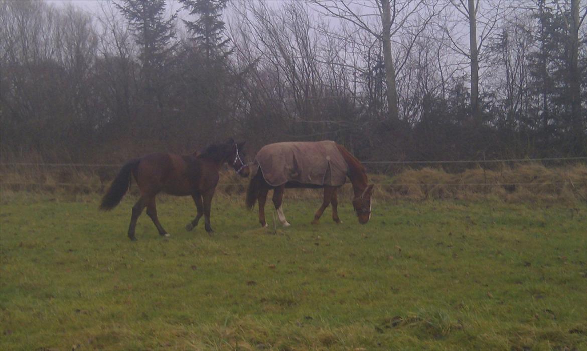 Anden særlig race Nowy rok - første dag på folden :D  billede 10