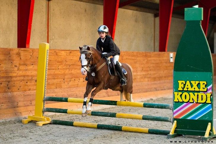 Welsh Pony (sec B) Bloklands Hoeve's Hilde<3....(Hilde)<3<3 - mig og hilde fokusere på næste spring

( billed taget af ct-fotos ) billede 6