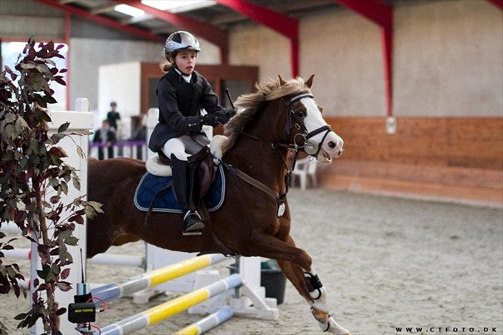 Welsh Pony (sec B) Bloklands Hoeve's Hilde<3....(Hilde)<3<3 - prøvede at drege hilde i luften men gik ikke særlig godt men aligevel en 2 plads.

( billed taget af ct-fotos ) billede 8