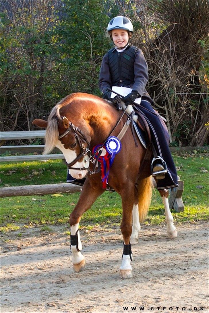 Welsh Pony (sec B) Bloklands Hoeve's Hilde<3....(Hilde)<3<3 - efter vores distrikt stævne vor vi fik en fejlfri runde i LB** og en 2 plads. i LB*

( billed taget af ct-fotos ) billede 9