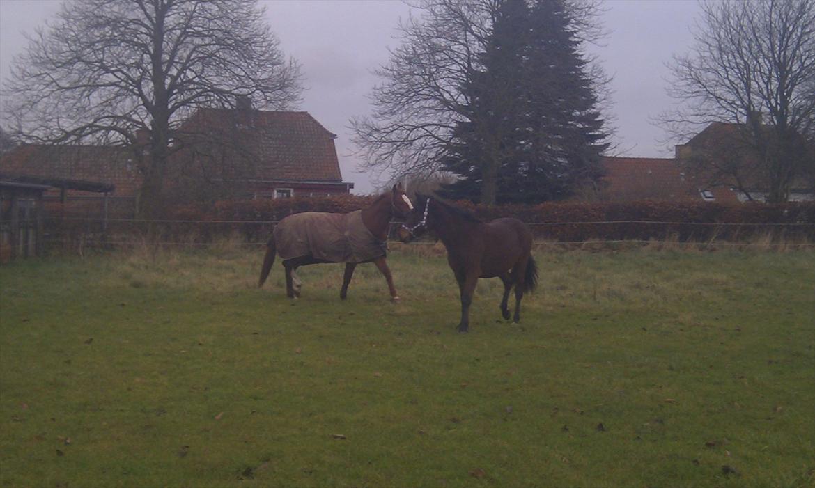 Anden særlig race Nowy rok - første dag på folden billede 11