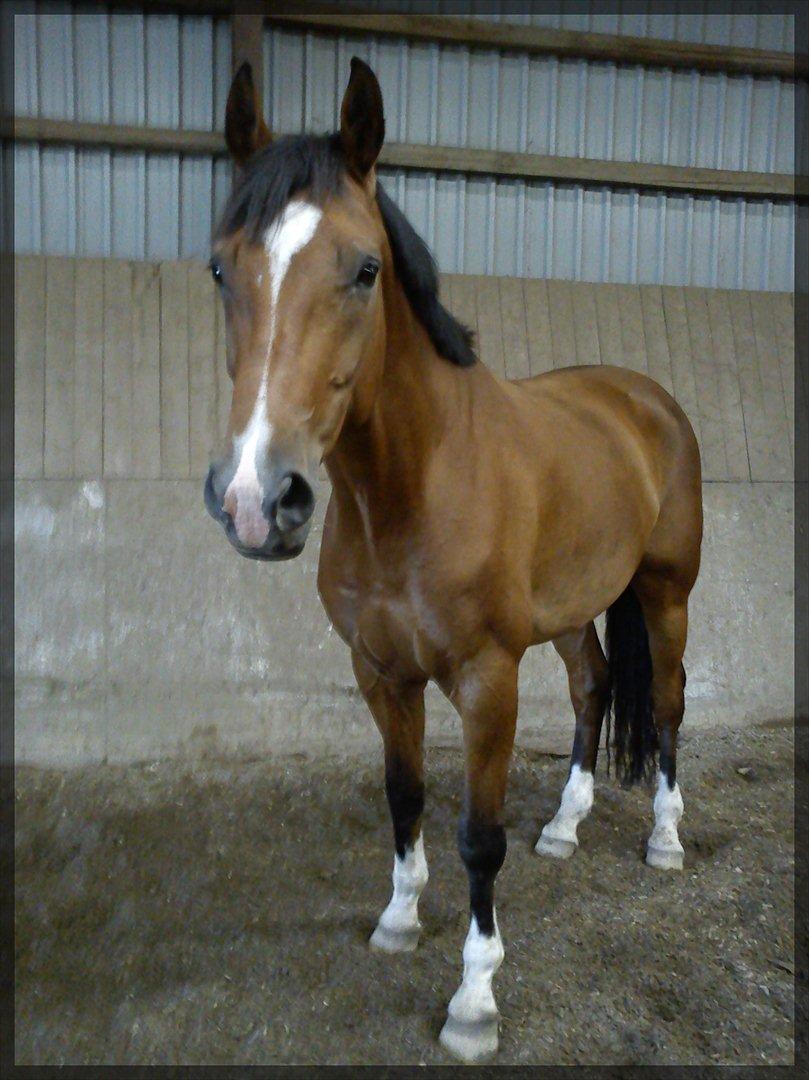 Dansk Varmblod D'Niemann-Sølyst [Himmelhest] - Sommeren 2011 - løs i ridehuset på Falkærgård. billede 15