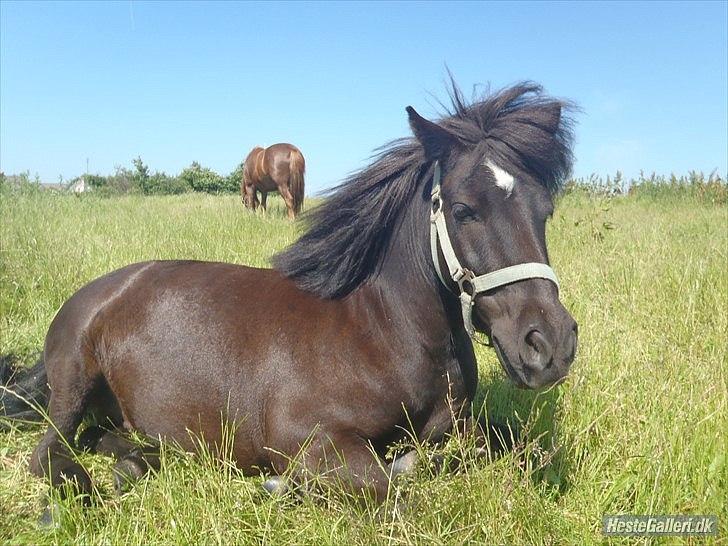 Shetlænder Bølle - Nurh han er da bare en lille charmetrold<3
foto: Emma KP billede 2
