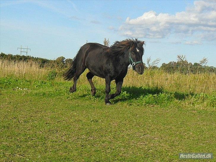 Shetlænder Bølle - Bølle i galop<3
Foto: Emma KP billede 1