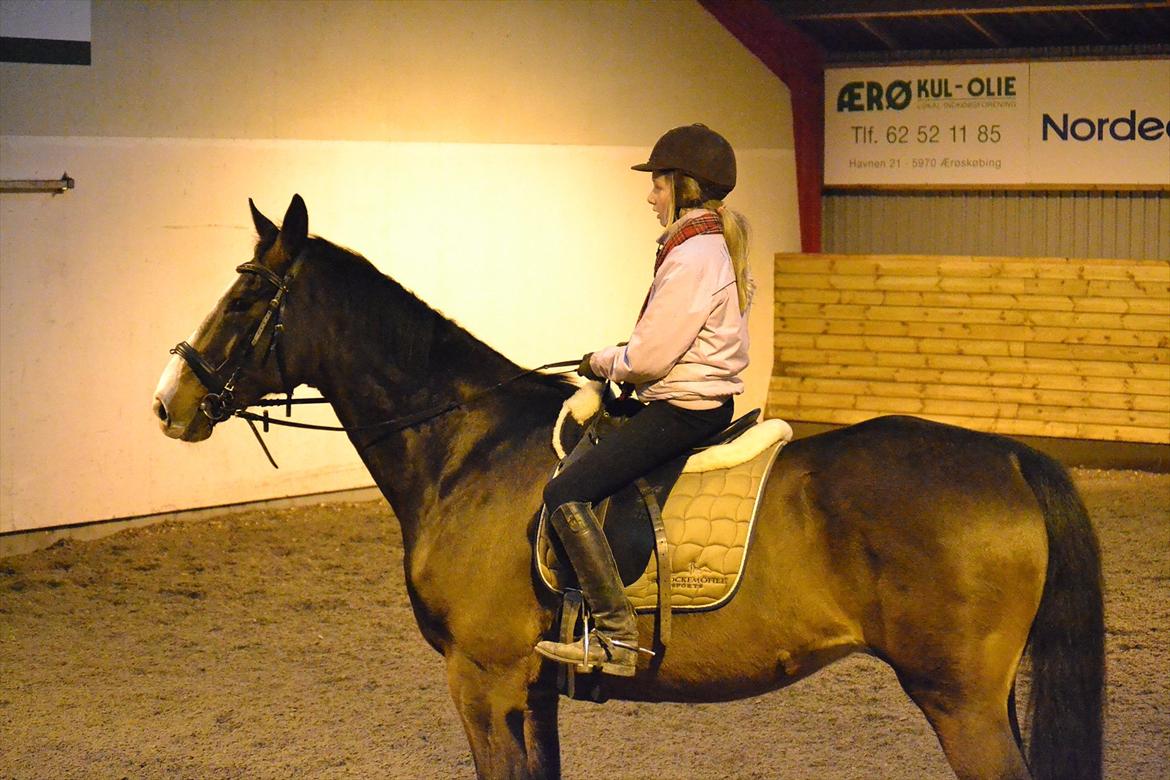 Dansk Varmblod Pimpernel billede 13