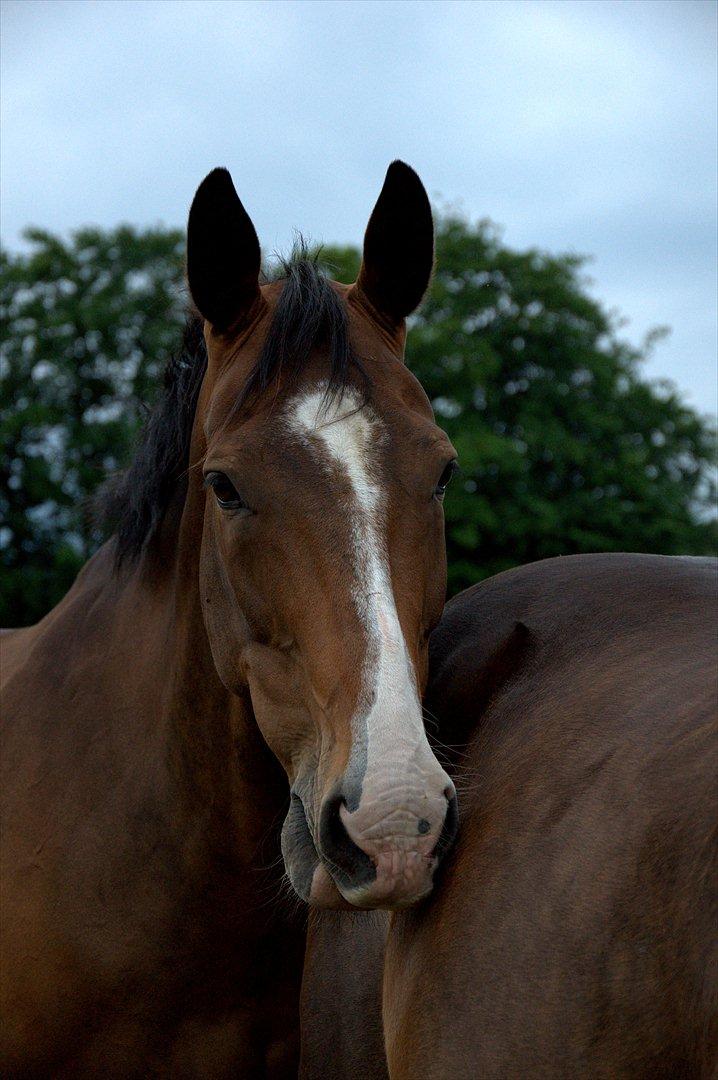 Dansk Varmblod Pimpernel billede 14