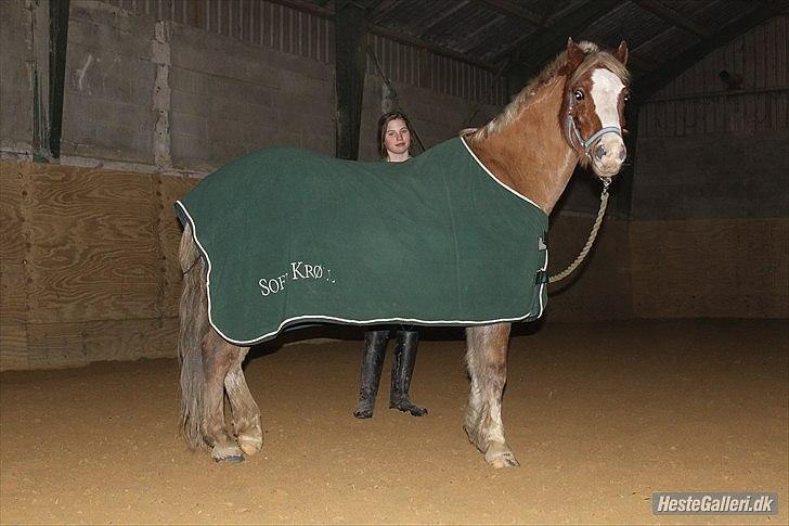 Hollandsk Sportspony /welsh Scooby doo *savnet* - "Hvad sker der" billede 13