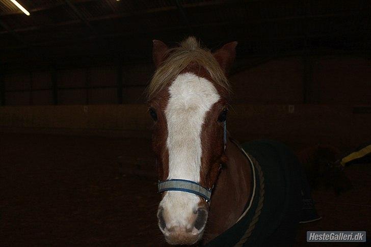 Hollandsk Sportspony /welsh Scooby doo *savnet* - Vil næsten ikke have dig oprettet mere savner dig så FU***NG MEGET du var simpelhent den bedste græder stadig over ikke at ride dig mere billede 15