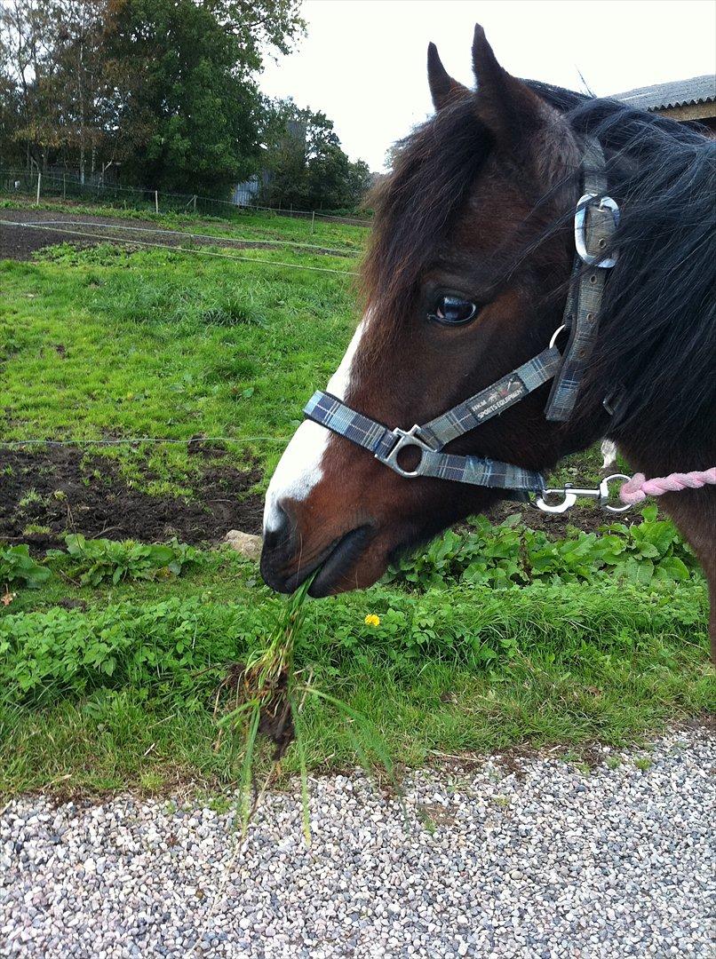 Pinto Pandora<3 - Dejlige dig♥ billede 11