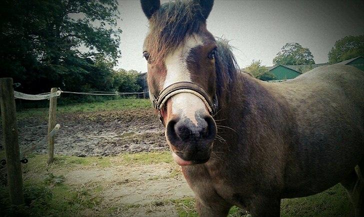 Pinto Pandora<3 - Ynglings billede'♥ billede 10