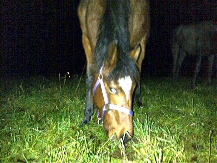 Mangalarga Marchador Girada vom Cassenshof - Første gang hjemme <3 Foto: mig. billede 13