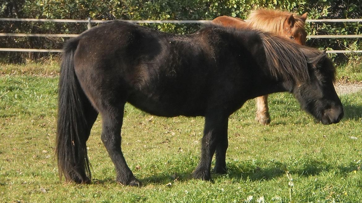 Islænder KRÁKA fra Lyngs - MIN STJERNE! - Sød hest! billede 9