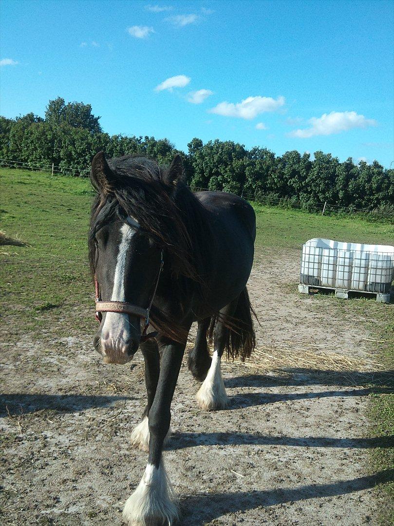 Irish Cob Storelykkes hus Mercedes - Mercedes <3  billede 5