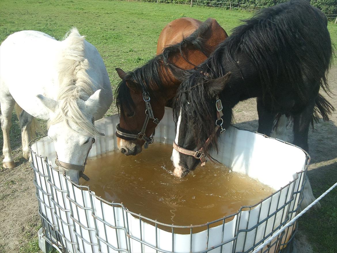 Irish Cob Storelykkes hus Mercedes billede 9