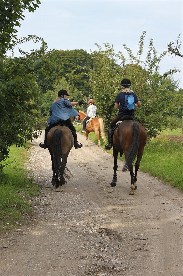 Anden særlig race Miss Fine "Bine" - på tur med vida og oliver billede 3