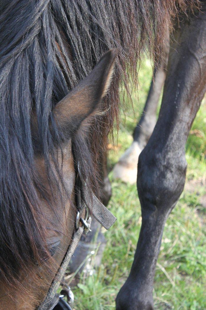 Anden særlig race Miss Fine "Bine" billede 4